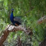 TourdSoCal_1_0192 (September 11, 2015)
